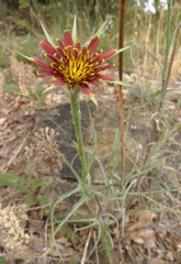 Tragopogon crocifolius