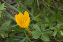 Crocus scharojanii