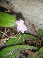 Primulina yangchunensis