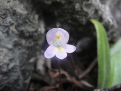 Primulina yangchunensis