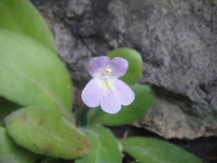 Primulina yangchunensis