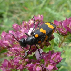 Hycleus polymorphus