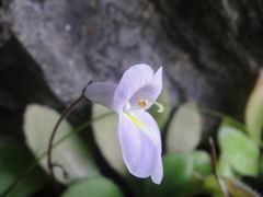 Primulina yangchunensis