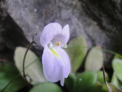 Primulina yangchunensis