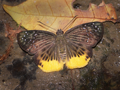 Mooreana trichoneura
