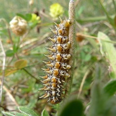 Melitaea didyma
