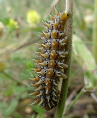 Melitaea didyma