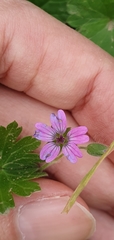 Geranium molle