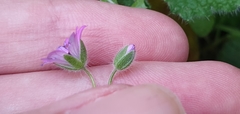 Geranium molle