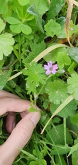 Geranium molle