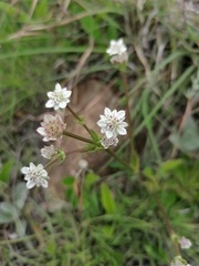 Alepidea