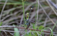 Austroepigomphus praeruptus