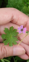 Geranium molle