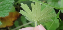 Geranium molle