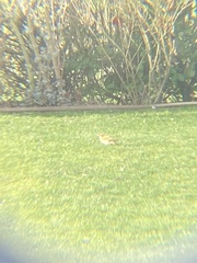 Picus viridis