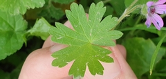 Geranium molle