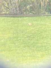 Picus viridis