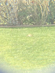 Picus viridis