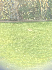 Picus viridis