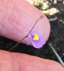 Utricularia welwitschii