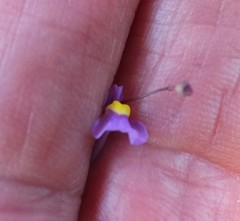 Utricularia welwitschii