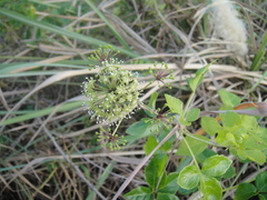 Eleutherococcus trifoliatus