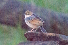 Cisticola marginatus