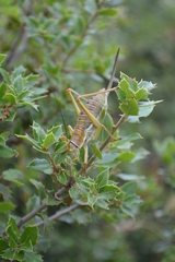 Ephippiger apulus apulus