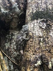 Sceloporus lundelli