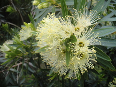 Xanthostemon verticillatus