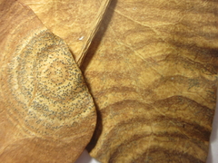 Phyllosticta concentrica