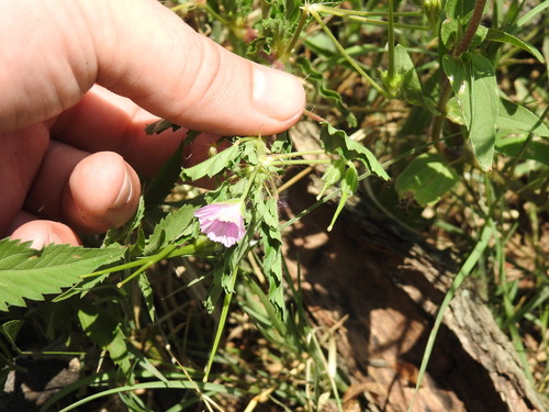 Monsonia angustifolia