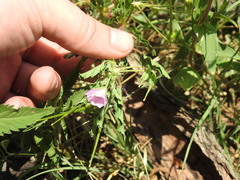 Monsonia angustifolia
