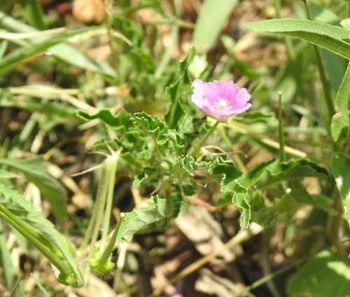 Image of Monsonia angustifolia by (c) Matthew Fainman, some rights reserved (CC BY)