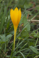 Crocus scharojanii