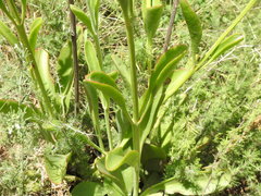 Kalanchoe paniculata
