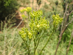 Kalanchoe paniculata