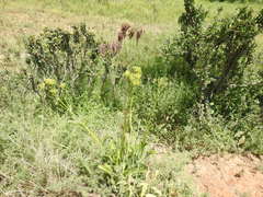 Kalanchoe paniculata