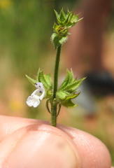 Salvia stenophylla