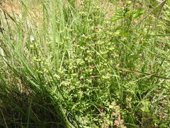 Salvia stenophylla
