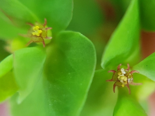 Euphorbia peplus var. peplus image