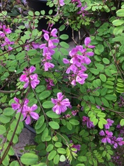 Indigofera himalayensis