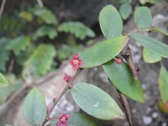 Phyllanthus guangdongensis