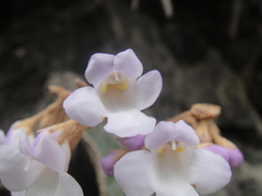 Paraboea tetrabracteata