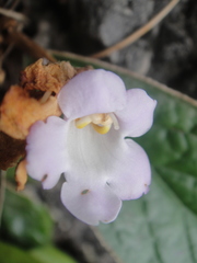 Paraboea tetrabracteata