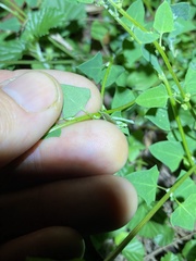Chenopodium trigonon stellulatum