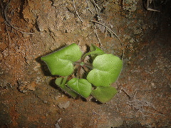 Primulina subulata