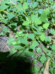 Chenopodium trigonon stellulatum