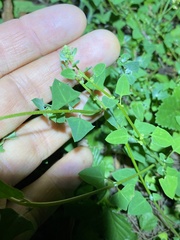 Chenopodium trigonon stellulatum