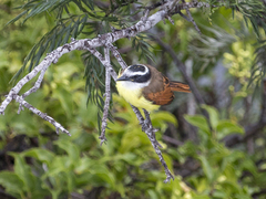 Pitangus sulphuratus